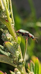 Clanoptilus marginellus