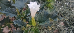 Datura stramonium