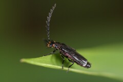 Tytthonyx erythrocephala