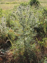 Cirsium tenoreanum