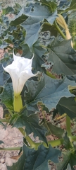 Datura stramonium