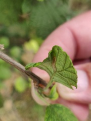 Phyllonorycter holodisci
