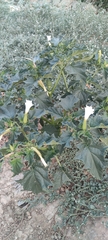 Datura stramonium