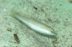Neoodax balteatus