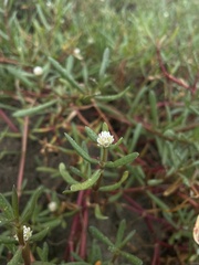 Blutaparon vermiculare