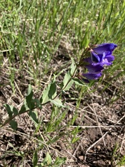 Penstemon glaber