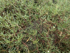 Blutaparon vermiculare