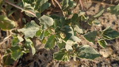 Atriplex laciniata