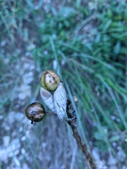 Brephulopsis