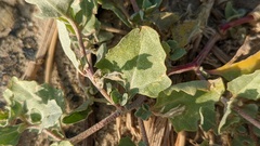 Atriplex laciniata