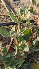 Atriplex laciniata