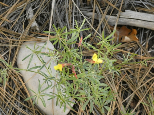 Image of Acmispon wrightii by (c) bmasinton, some rights reserved (CC BY-SA)