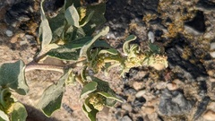 Atriplex laciniata