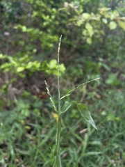 Urochloa distachya