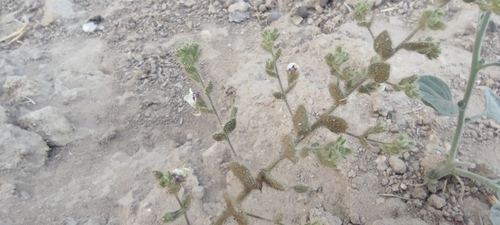 Image of Kickxia lanigera by (c) Santiago Martín-Bravo, some rights reserved (CC BY)