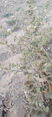 Kickxia lanigera