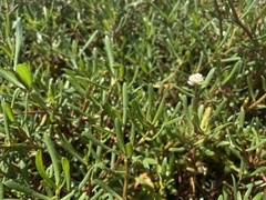 Blutaparon vermiculare