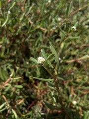 Blutaparon vermiculare