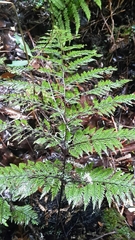 Leptolepia novae-zelandiae