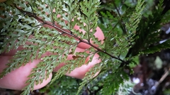 Leptolepia novae-zelandiae