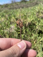Fimbristylis ferruginea