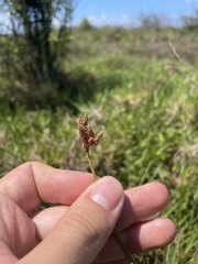 Fimbristylis ferruginea