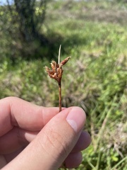 Fimbristylis ferruginea