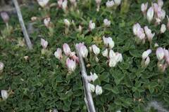 Trifolium uniflorum