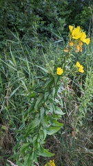 Oenothera × fallax