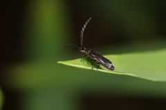 Tytthonyx erythrocephala