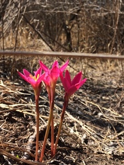 Zephyranthes rosea