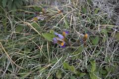 Iris unguicularis cretensis