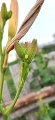 Araneae