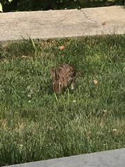 Sylvilagus transitionalis