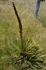 Aciphylla aurea