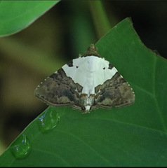 Eulepidotis vincentiata