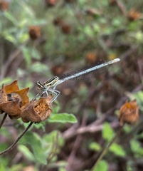 Platycnemis pennipes