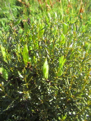 Cyclopia sessiliflora