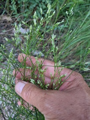Asperula tenella