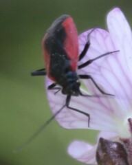Dionconotus neglectus