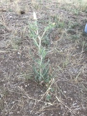 Mentzelia decapetala