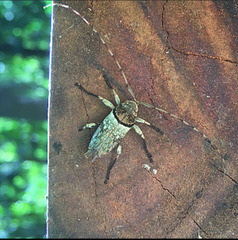 Hylettus griseofasciatus