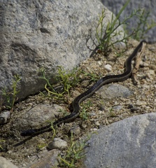 Thamnophis validus