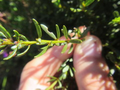 Cyclopia sessiliflora