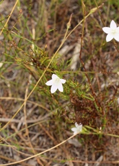 Prismatocarpus campanuloides