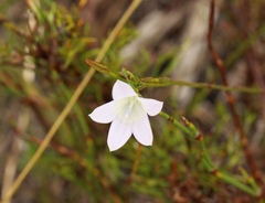 Prismatocarpus campanuloides