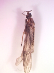 Odontoceridae