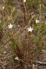 Prismatocarpus campanuloides