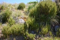 Dracophyllum acerosum