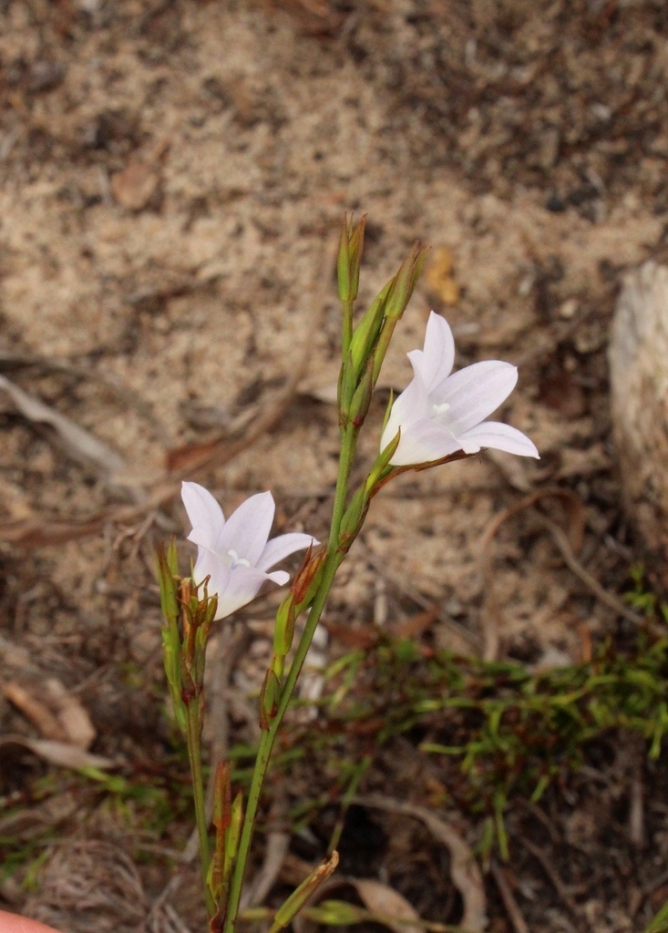 Prismatocarpus campanuloides